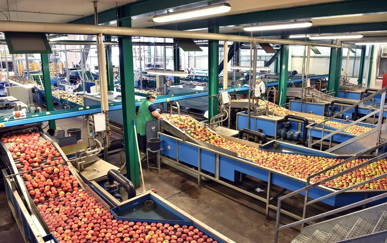 Apple packhouse production line used as an example of planning and operational decision support