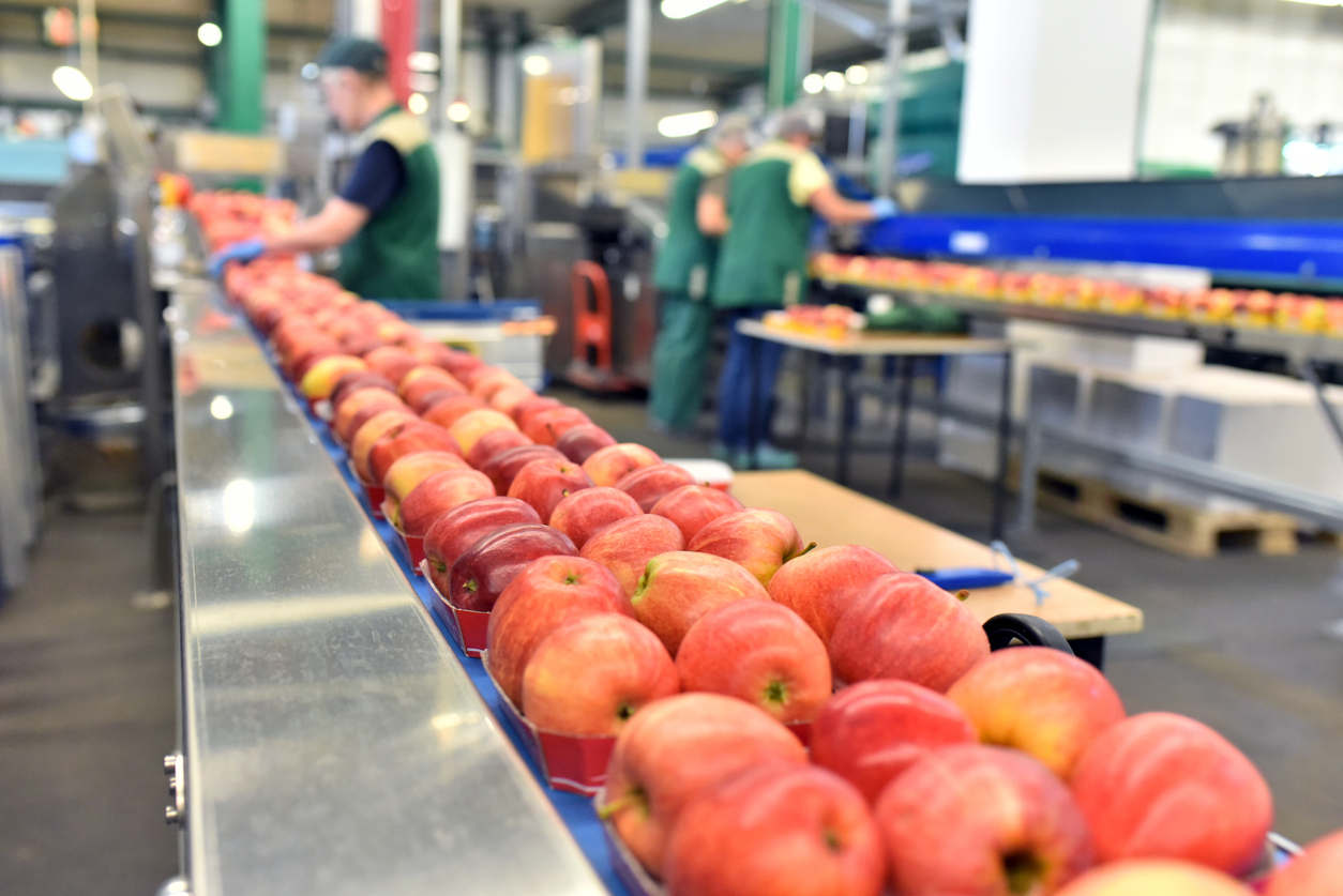 Apple packing facility